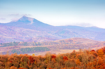 scenic mountain landscape in autumn. epic alpine scenery of carpathians with distant pikui peak under blue sky. beech forest in colorful foliage during fall season. amazing place on a sunny morning