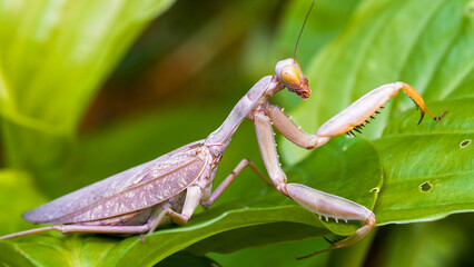 Detailed Macro Shot of a Pale Praying Mantis on Vibrant Green Foliage