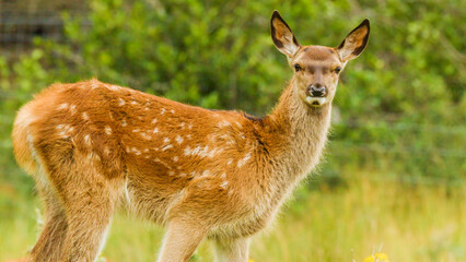 Alert Young Spotted Fawn Standing in Lush Green Forest