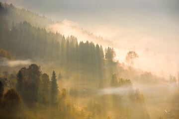 rising fog in valley. rural landscape in autumn. trees on the hill emerge from cold morning mist. village concealed in glowing haze. beautiful countryside scene in carpathian mountains at sunrise