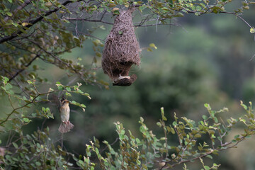 Two Baya weaver birds in action, one in mid flight with its wings spread and another one is clinging at the nest with well blurred lush green background with leaves.