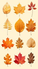 Autumn maple leaf element set