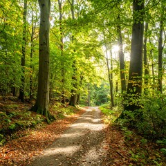 Sunlit forest path