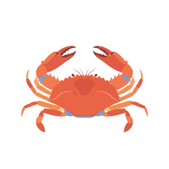 Vibrant orange crab with claws extended ready to pinch and grab.