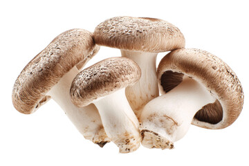Fototapeta premium Culinary Mushroom Delight: A captivating collection of fresh mushrooms, showcasing their earthy tones and unique textures, ready to elevate any dish with their subtle umami flavor and health benefits.