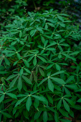 Obraz premium Vibrant Green Cassava Leaves Growing in Natural Outdoor Setting