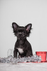 Black long-coat chihuahua puppy sits behind silver garland, red cup right, white backdrop, clean studio holiday portrait with copy space.	Forward ears, centered pose, white chest patch, reflective
