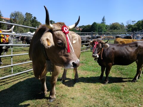 Feria de ganado en Comillas, Cantabria