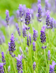 Obraz premium Vibrant lavender blossoms in a garden