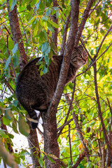 Fototapeta premium Grey cat on a tree. High quality photo