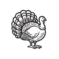 Fototapeta premium Black line drawing of a male turkey with its tail fanned out.