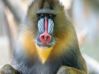 Close-Up of a Mandrill Baboon’s Face Showing Vibrant Colors and Detailed Facial Features in Natural Light