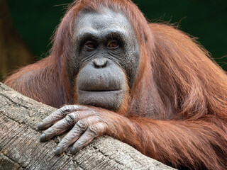 Fototapeta premium Close-Up of an Orangutan Playing with Its Mouth while Holding a Log in Its Natural Habitat