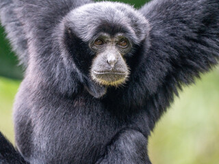 Black Gibbon Siamang Monkey Hanging Gracefully from a Tree in Natural Jungle Habitat