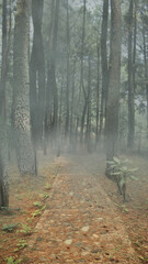 Obraz premium Forest with foggy trees and a path. The scene is scary and mysterious. Dramatic smoke or fog effect. Mockup. Copy Space. Wallpaper or Halloween background