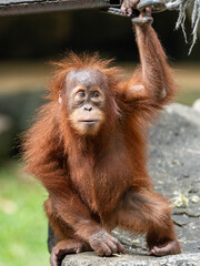 Playful Baby Orangutan Hanging from a Tree Branch in Its Natural Jungle Habitat