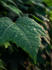 Fresh Morning Dew Droplets on Green Papaya Leaf - Natural Water Beads on Tropical Plant Macro Close-Up