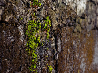 Vibrant Green Moss Growing on Old Concrete Wall Texture - Natural Lichen and Moss Close-Up Macro