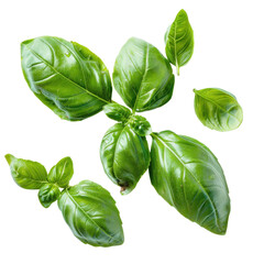 Fototapeta premium Fresh basil leaves arranged on a white background showcasing their vibrant green color and unique textures