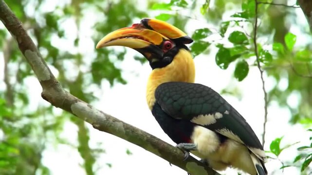 A majestic Great Hornbill with a large yellow casque perched on a tree branch in a lush green forest.