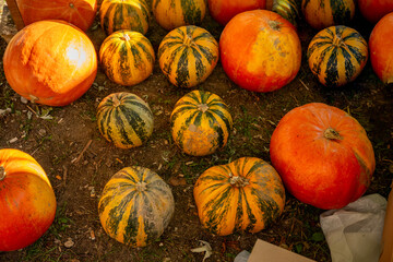 Various pumpkins and gourds, including orange and striped varieties, lying on the ground, representing a rich autumn harvest and traditional fall decoration