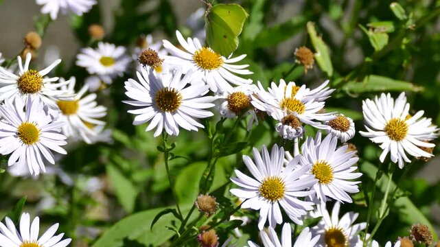 Common brimstone butterfly (Gonepteryx rhamni) moving around on a white daisy in Zurich, Switzerland