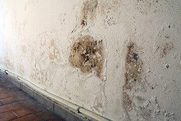 Wall with Damp Stains and Saltpeter Efflorescence Caused by Rising Capillary Moisture