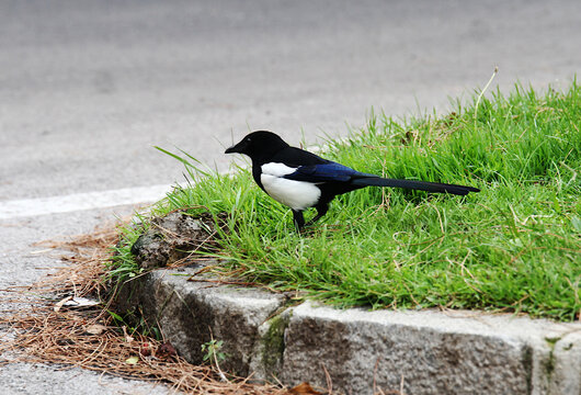 P&aacute;jaro urraca blanco y negro posado en la hierba de la isleta de una acera de una calle de Madrid