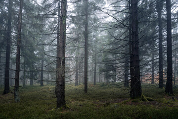 Fototapeta premium Enchanted forest with orange leaves under thick fog mystical landscape filled with moody light and magical autumn atmosphere