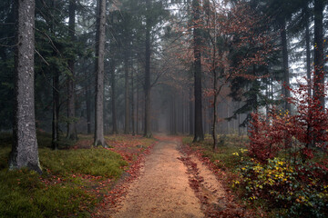 Obraz premium Foggy mystical forest with enchanted orange trees moody landscape glowing in soft light of autumn nature and magical woodland serenity