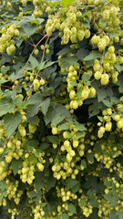 Lush green hop bines covered with fresh cones after rain, detailed botanical texture ideal for brewing, agriculture, and natural food themes, vertical organic background with leaves.