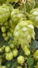 Fototapeta premium Macro view of a single fresh hop cone with dewy petals and fine texture, soft bokeh of leaves and cones in background, perfect for brewing, agriculture, and botanical concepts.
