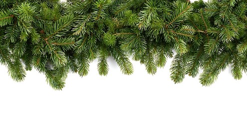 Christmas green pine tree garland frame border, isolated on a white background
