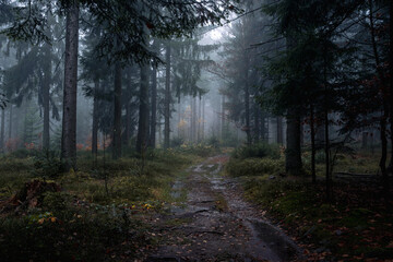 Misty mystical forest with orange autumn leaves and enchanted trees creating a colorful moody woodland scene filled with fantasy and charm