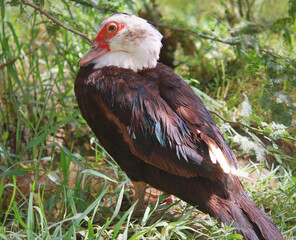 Muscovy Duck Standing on Grass in Natural Habitat – Close-Up Wildlife Photo