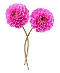 Fotobehang Dahlia close up of two pink dahlia flowers isolated on transparent background  © Nitr