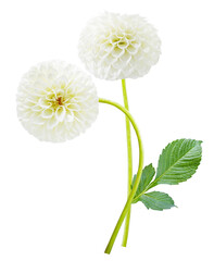 close up of two white dahlia flowers isolated on transparent background