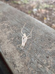 The shed exoskeleton of a praying mantis, a process known as molting or ecdysis.