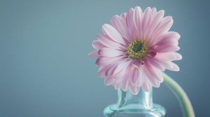 Spring & Summer Floral Beauty: Pink Roses, Purple Peonies, and Daisy Bouquets in Garden Arrangements