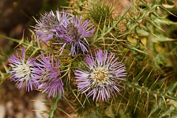 Purple Milk Thistle (Galactites tomentosus) on Marettimo Island, Aegadian Islands. Sicily. Italy. Europe.