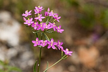 Common Centaury (Centaurium erythraea) Marettimo Island, Aegadian Islands. Sicily. Italy. Europe.