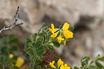 Flowers growing on Marettimo Island, Aegadian Islands. Sicily. Italy. Europe.