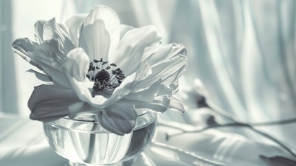 Spring & Summer Floral Beauty: Pink Roses, Purple Peonies, and Daisy Bouquets in Garden Arrangements