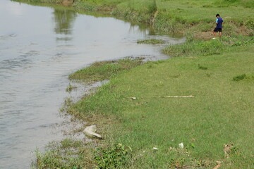 Crocodile near riverbank with boy watching in the Chitwan National Park in Nepal