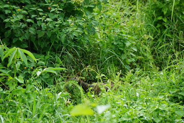 Peacock chick hiding in lush green foliage in the Chitwan National Park in Nepal