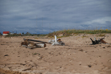 A serene beach with driftwood set against a cloudy sky, ideal for nature lovers and peaceful getaways