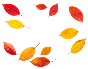 Obraz premium PNG Falling leaves, autumn foliage on transparent background. Overlay PNG file with red leaves flying from tree. 