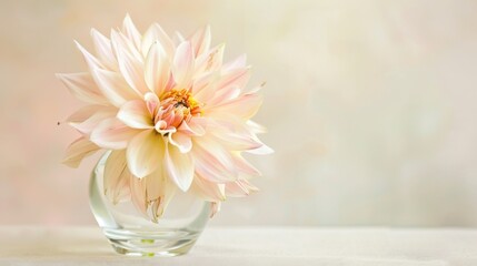 Spring & Summer Floral Beauty: Pink Roses, Purple Peonies, and Daisy Bouquets in Garden Arrangements