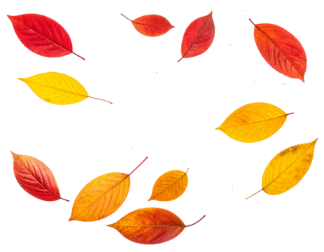 PNG Falling leaves, autumn foliage on transparent background. Overlay PNG file with red leaves flying from tree. - Powered by Adobe