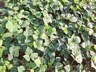 soybean plants for experiments